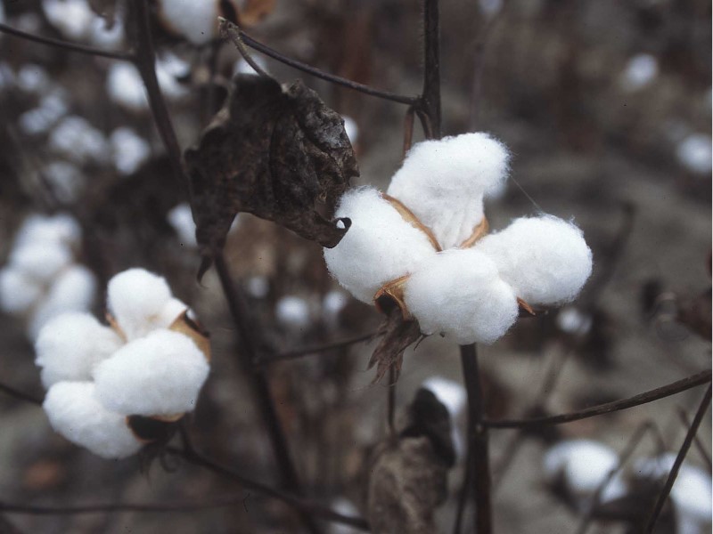 Nguồn gốc của vải cotton là từ sợi bông