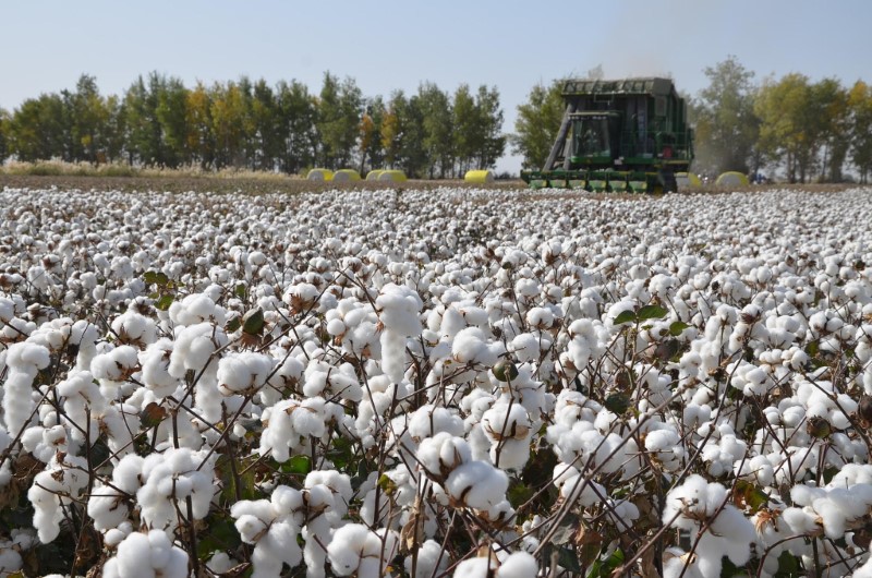 Cánh đồng bông cotton